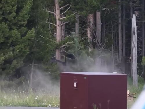 Yellowstone, il bisonte carica e colpisce un 65enne: il video choc